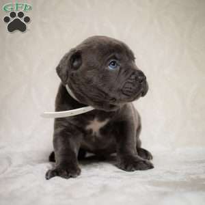 Eeyore, Cane Corso Puppy